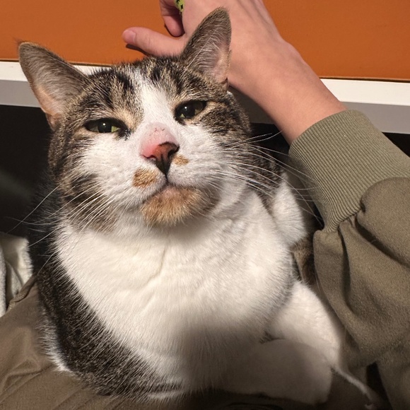 Meet your Posher, Lizzy - Picture 1 of 1